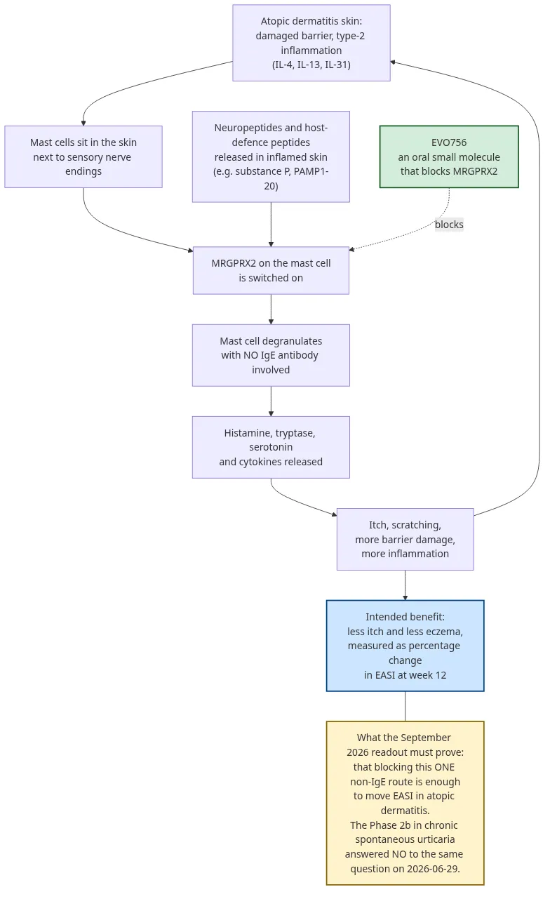 How EVO756 is intended to work in atopic dermatitis, and what the September 2026 readout must prove