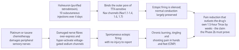 Halneuron mechanism of action: chemotherapy damages sensory nerves, damaged fibres over-express voltage-gated sodium channels and fire spontaneously, and tetrodotoxin plugs the TTX-sensitive channels to silence that firing