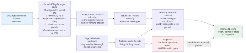 Diagram: Shigella invades the large bowel and causes shigellosis; S4V2 delivers four bioconjugated Shigella sugar coats, which raise anti-LPS IgG antibody that kills the bacteria at the gut wall and is intended to prevent disease