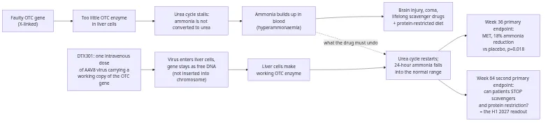 DTX301 mechanism of action: a faulty OTC gene stalls the urea cycle and ammonia accumulates; a single AAV8 infusion delivers a working OTC gene to liver cells, restarting the cycle and lowering 24-hour ammonia; the Week 36 endpoint measured ammonia and the Week 64 endpoint measures whether patients can stop scavengers and protein restriction