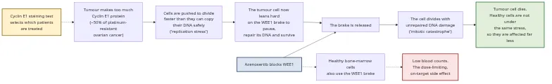Mechanism of action: azenosertib in Cyclin E1-positive ovarian cancer