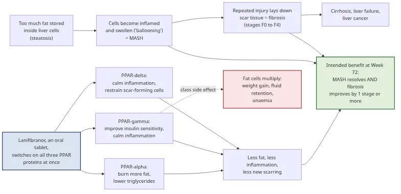 Mechanism of action: lanifibranor switches on PPAR-alpha, gamma and delta together to reduce liver fat, inflammation and scarring, with PPAR-gamma also driving the class weight-gain side effect