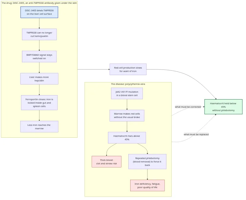 Diagram of how polycythemia vera drives haematocrit up through unchecked red-cell production, and how DISC-3405 blocks TMPRSS6 to raise hepcidin, restrict iron and hold haematocrit below 45% without phlebotomy