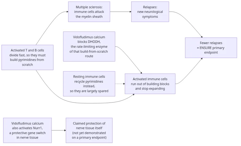 Mechanism of action of vidofludimus calcium in relapsing multiple sclerosis