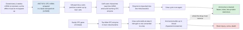 Diagram of how ARCT-810 is intended to restart the stalled urea cycle in ornithine transcarbamylase deficiency