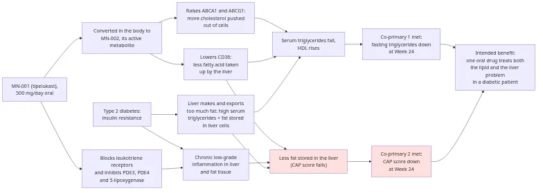 Diagram: type 2 diabetes drives both high blood triglycerides and fat stored in the liver. MN-001 acts through leukotriene, PDE and 5-lipoxygenase inhibition, and through its metabolite MN-002 raises ABCA1/ABCG1 and lowers CD36. The triglyceride path feeds co-primary endpoint 1; the liver-fat path, shaded to mark it as the weakly evidenced one, feeds co-primary endpoint 2.