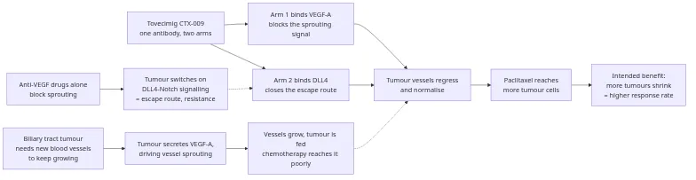 Tovecimig blocks VEGF-A and DLL4 together, closing the escape route that anti-VEGF drugs alone leave open