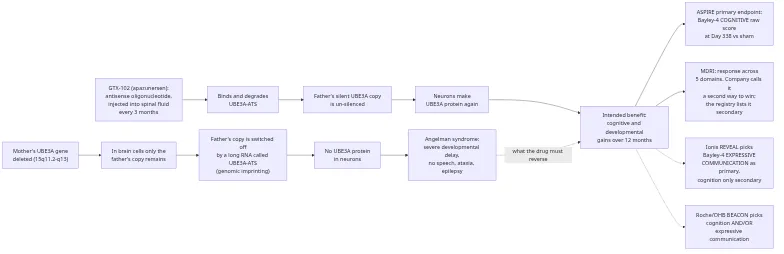 GTX-102 mechanism of action: the maternal UBE3A gene is deleted, the paternal copy is silenced by the UBE3A-ATS transcript, and neurons make no UBE3A protein; GTX-102 injected into spinal fluid degrades UBE3A-ATS, un-silencing the paternal copy so neurons make UBE3A again — tested in ASPIRE against the Bayley-4 Cognitive primary endpoint and the MDRI composite, while Ionis and Roche chose different primary endpoints on the same mechanism
